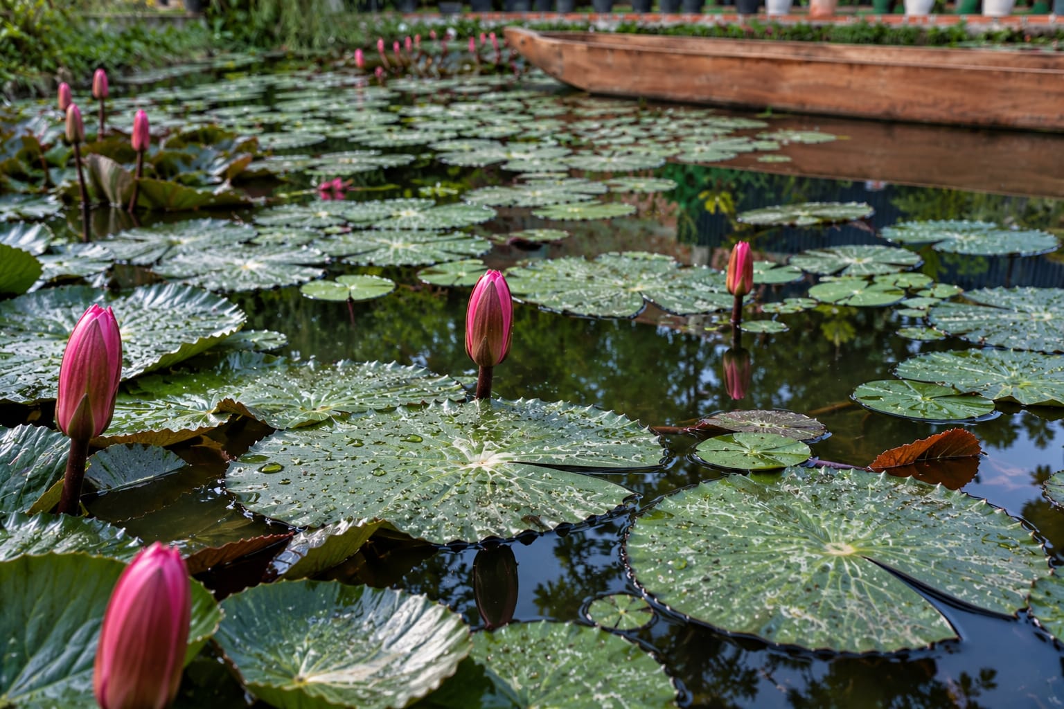 Pink lotus buds rising between the lily pads, the wooden boat at the edge of the pond