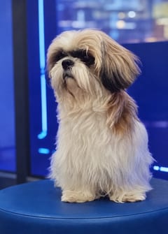 Chigonglei, a Shih Tzu, in the framed portrait on the café wall