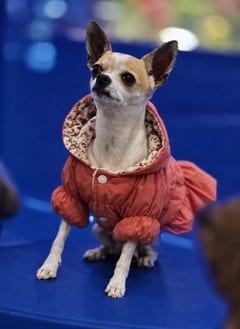 Chinichampra, a Chihuahua, in the framed portrait on the café wall