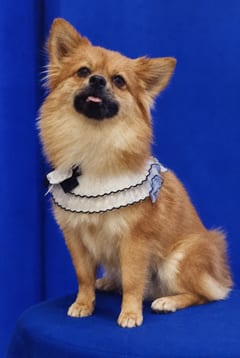 Devi, a Pomeranian, in the framed portrait on the café wall