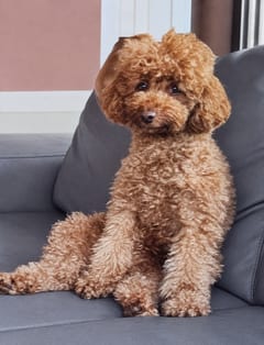 Leihao, a Poodle, in the framed portrait on the café wall