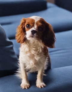 Malika, a Cavalier King Charles, in the framed portrait on the café wall