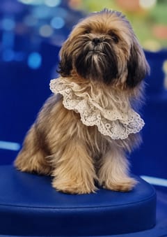 Nungarei, a Shih Tzu, in the framed portrait on the café wall