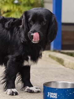 Sanarei, a Cocker Spaniel, in the framed portrait on the café wall