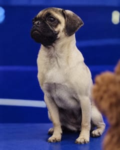 Takhelei, a Pug, in the framed portrait on the café wall