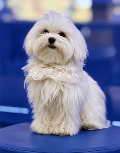Tharo, a Maltese, in the framed portrait on the café wall